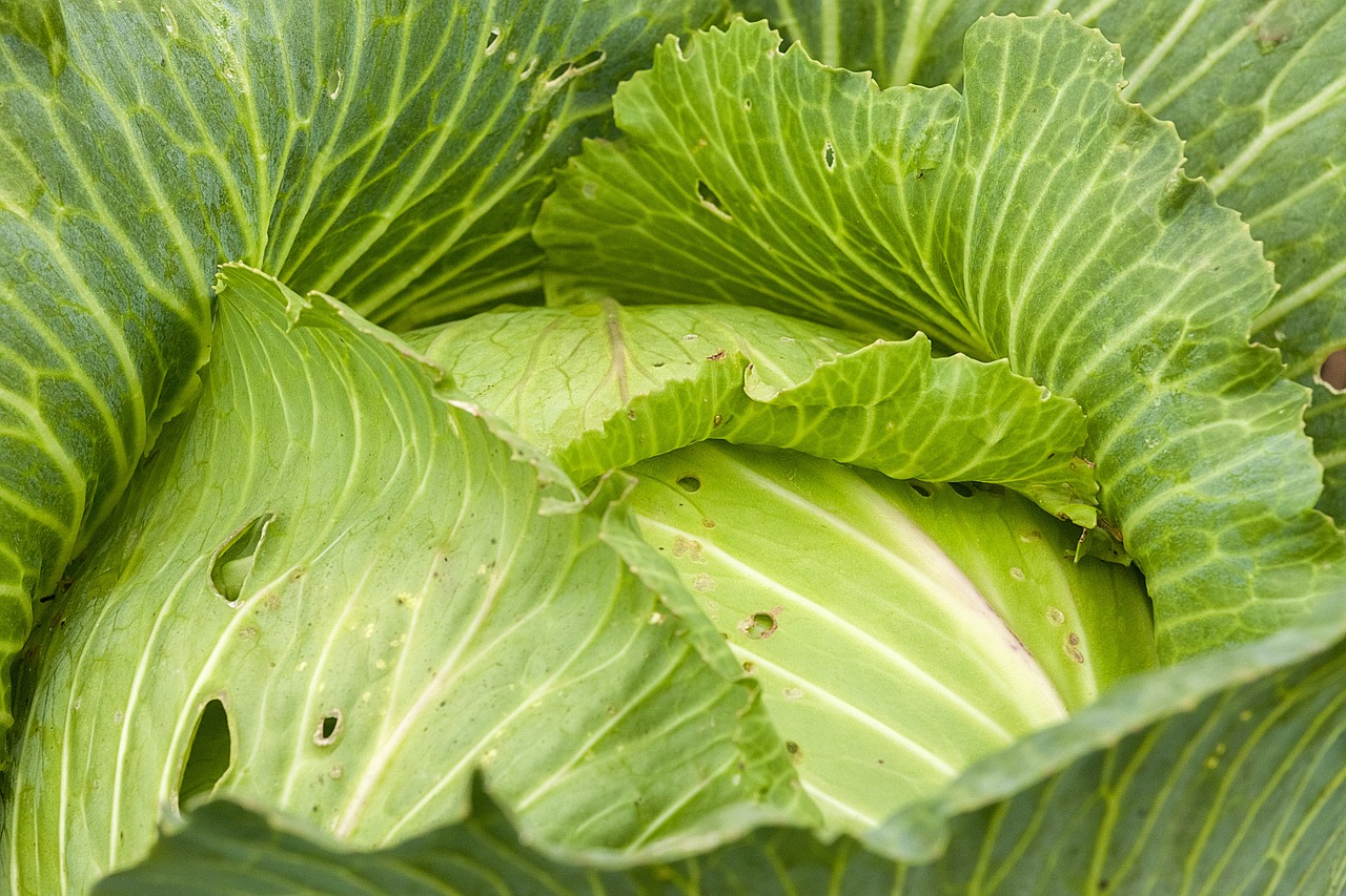 解锁美食新世界全方位解析，卷心菜的百变烹饪大法，让你家餐桌常换常新！